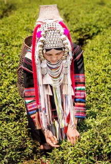 Akha hill tribe woman picking tea