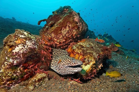 Honeycomb Moray (Gymnothorax favagineus) in shelter with many Hingebeak prawns (Rhynchocinetes durbanensis)