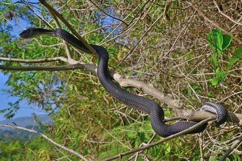 Mangrove pit viper (Trimeresurus purpureomaculatus) climbing in tree