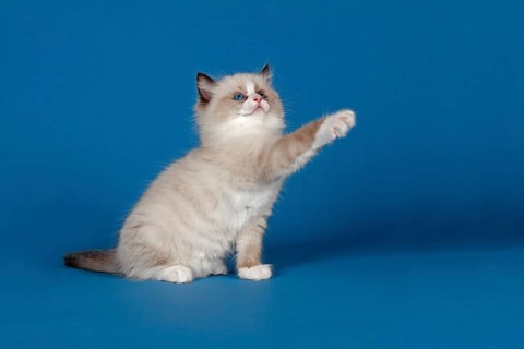 Ragdoll cat