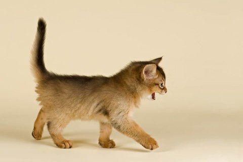 Somali kitten