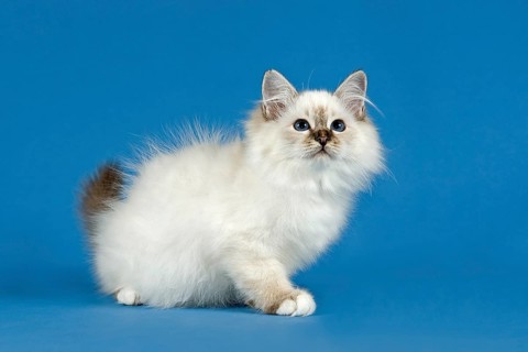 Birman Cat
