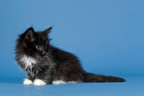 Norwegian Forest Cat