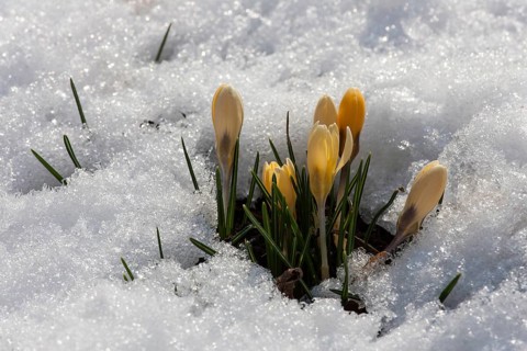 Yellow Crocuses (Crocus sp.) in snow