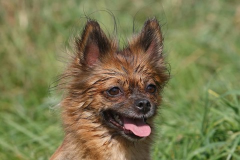 Chihuahua-Pomeranian mixed breed