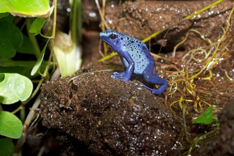Blue poison dart frog (Dendrobates tinctorius azureus)