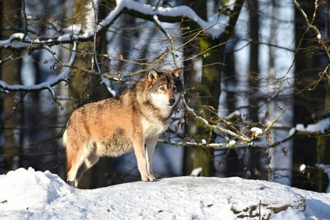 Male leader of the pack