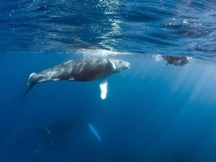 Humpback Whale (Megaptera novaeangliae)