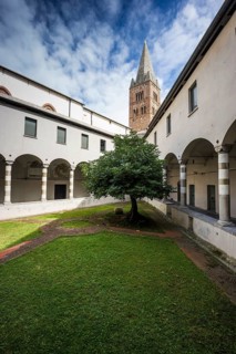 Courtyard with fig tree