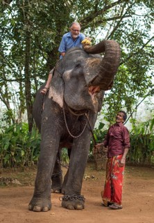 Tourist sitting on an elephant he is feeding