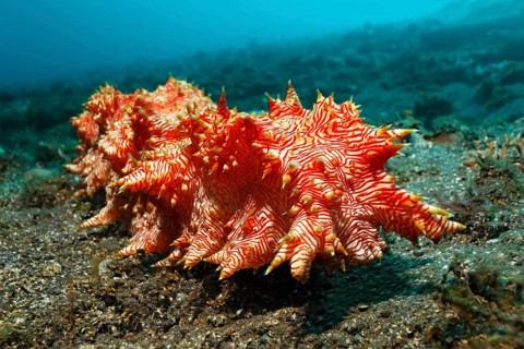 Red-striped sea cucumber (Thelenota rubralineata)