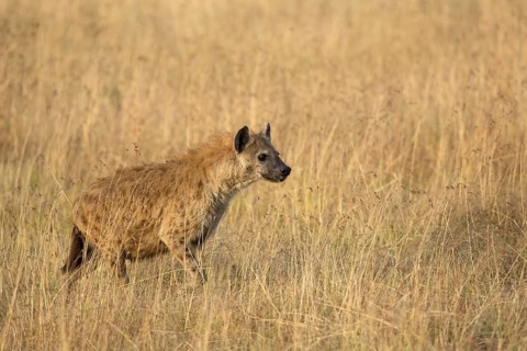 Spotted Hyena (Crocuta crocuta) adult