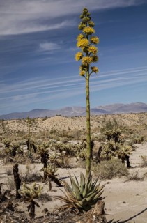 Desert Agave
