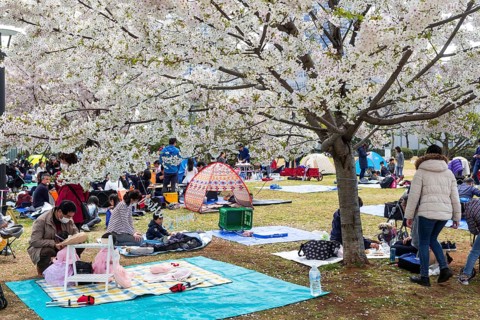 Tourists and local Japanese make picnic under blossoming cherry trees