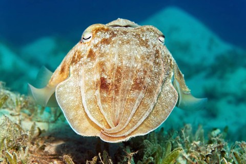 Broadclub cuttlefish (Sepia latimanus)