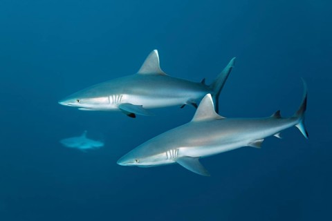 Three Grey Reef Sharks (Carcharhinus amblyrhynchos)