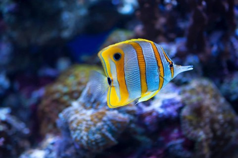 Copperband Butterflyfish (Chelmon rostratus) in an aquarium