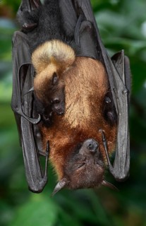 Flying fox (Pteropus sp.)
