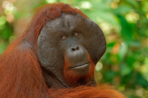 Bornean Orangutan (Pongo pygmaeus)