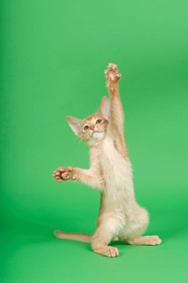 Abyssinian cat