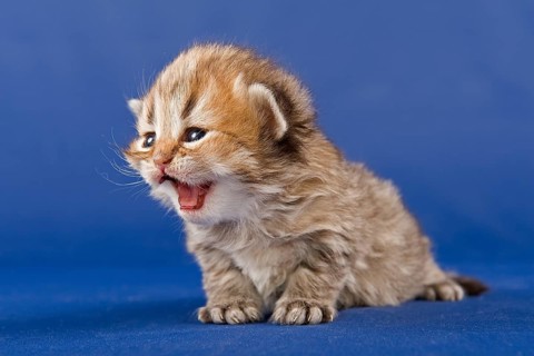 Persian kitten