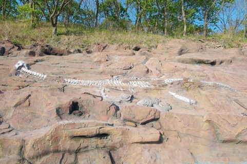 Skeleton