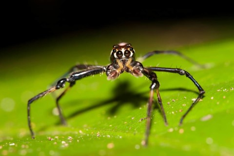 Hunting spider
