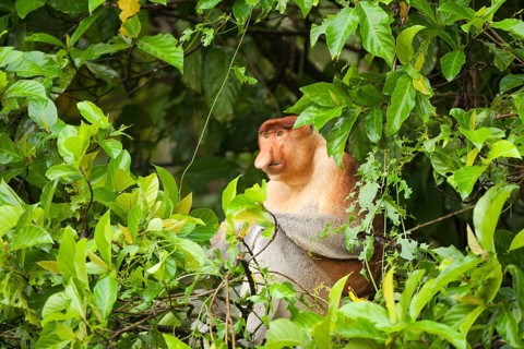Proboscis Monkey (Nasalis larvatus) sitting in a tree