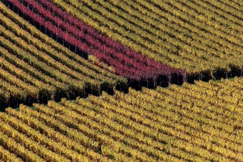 Vineyard in autumn colours