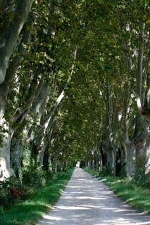 Track lined with plane trees