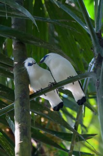 Bali Starlings (Leucopsar rothschildi)