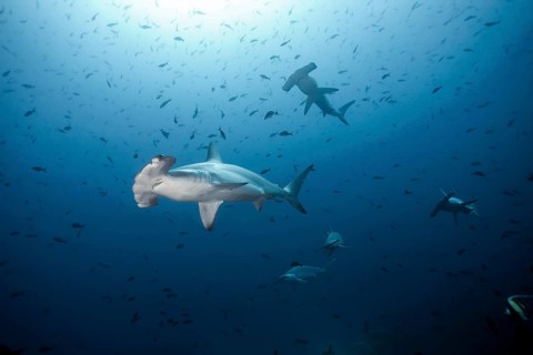 Scalloped hammerhead shark (Sphyrna lewini)