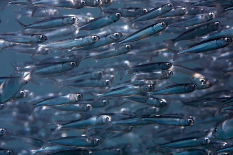 Swarm of sweeper fish (Parapriacanthus)