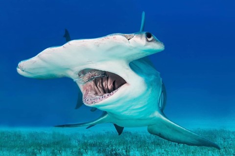 Great hammerhead shark (Sphyrna mokarran) Bimini