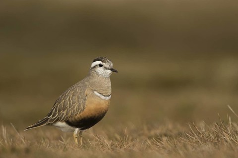 Dotterel (Charadrius morinellus)