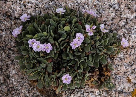 Corsican Storksbill (Erodium corsicum)