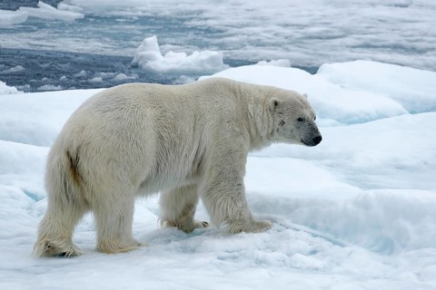 Polar bear (Ursus maritimus) stands on ice floe