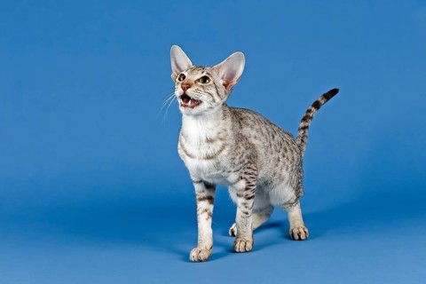 Pedigree cat