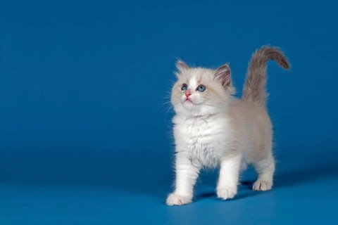 Ragdoll cat