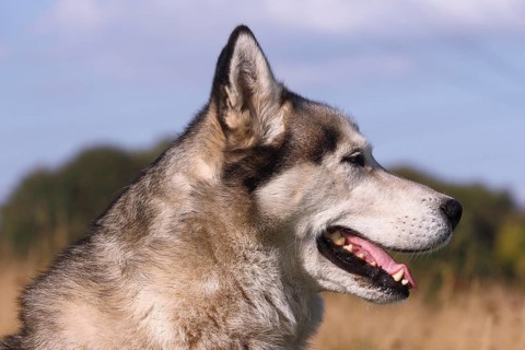 Siberian Husky