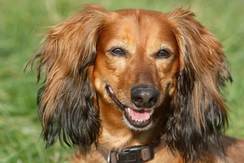 Long-haired dachshund
