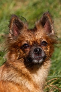 Chihuahua-Pomeranian mixed breed
