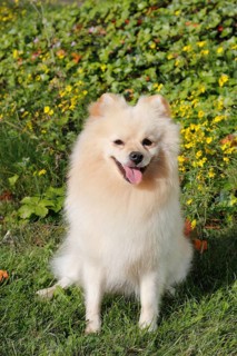 Pomeranian