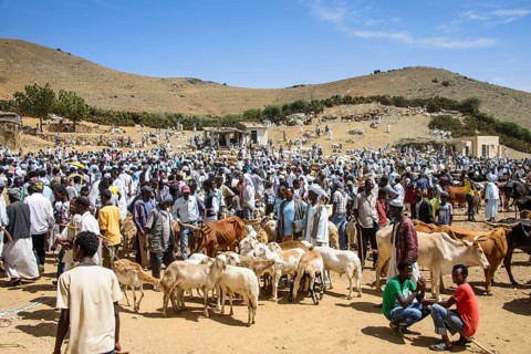 The Monday animal market of Keren