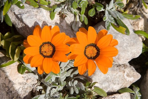 Treasure Flowers (Gazania krebsiana)