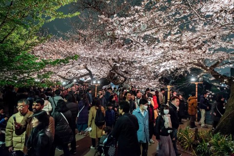 Tourists and Japanese under blossoming cherry foams at night