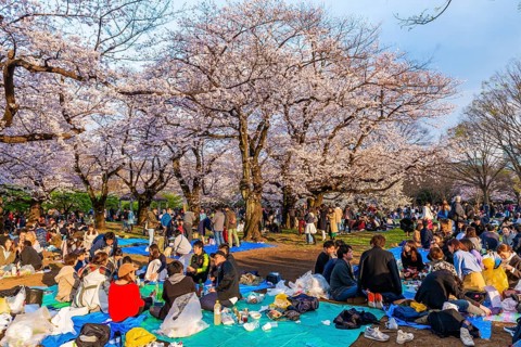 Japanese picnic under cherry blossoms in Yoyogi Park at Hanami Fest