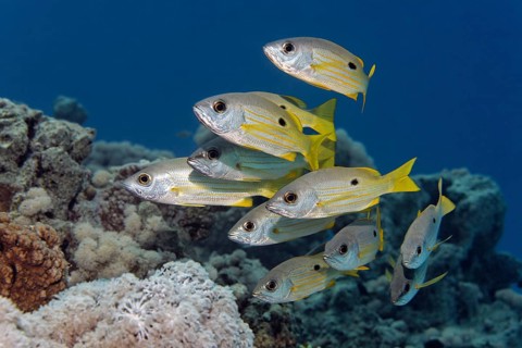 Small shoal of Dory snappers (Lutjanus fulviflamma)