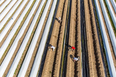 Asparagus harvest