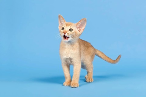 Abyssinian kitten